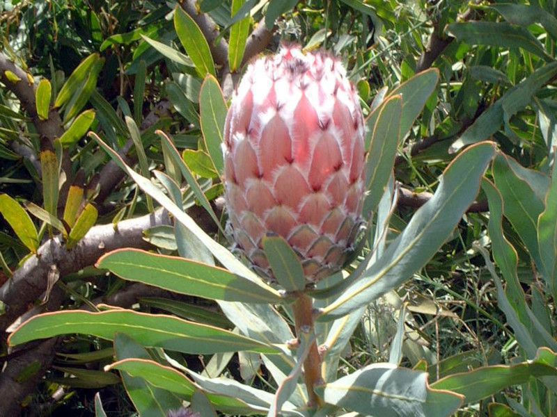 NC[veA(Queen Protea)